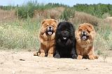 CHOW CHOW 168